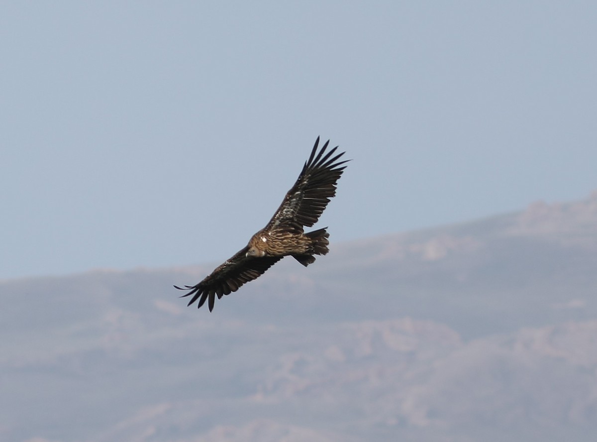 Himalayan Griffon - ML620576663