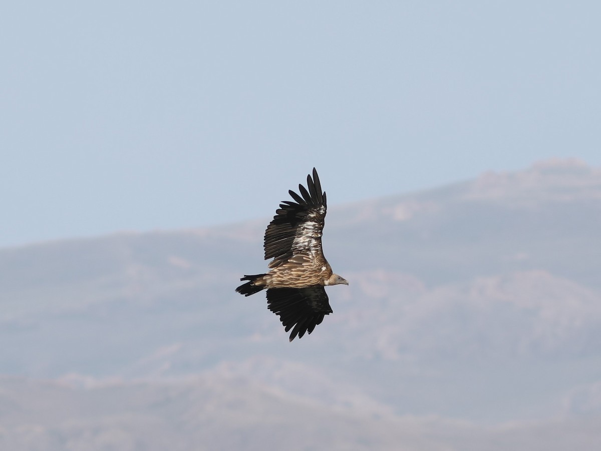 Himalayan Griffon - ML620576665