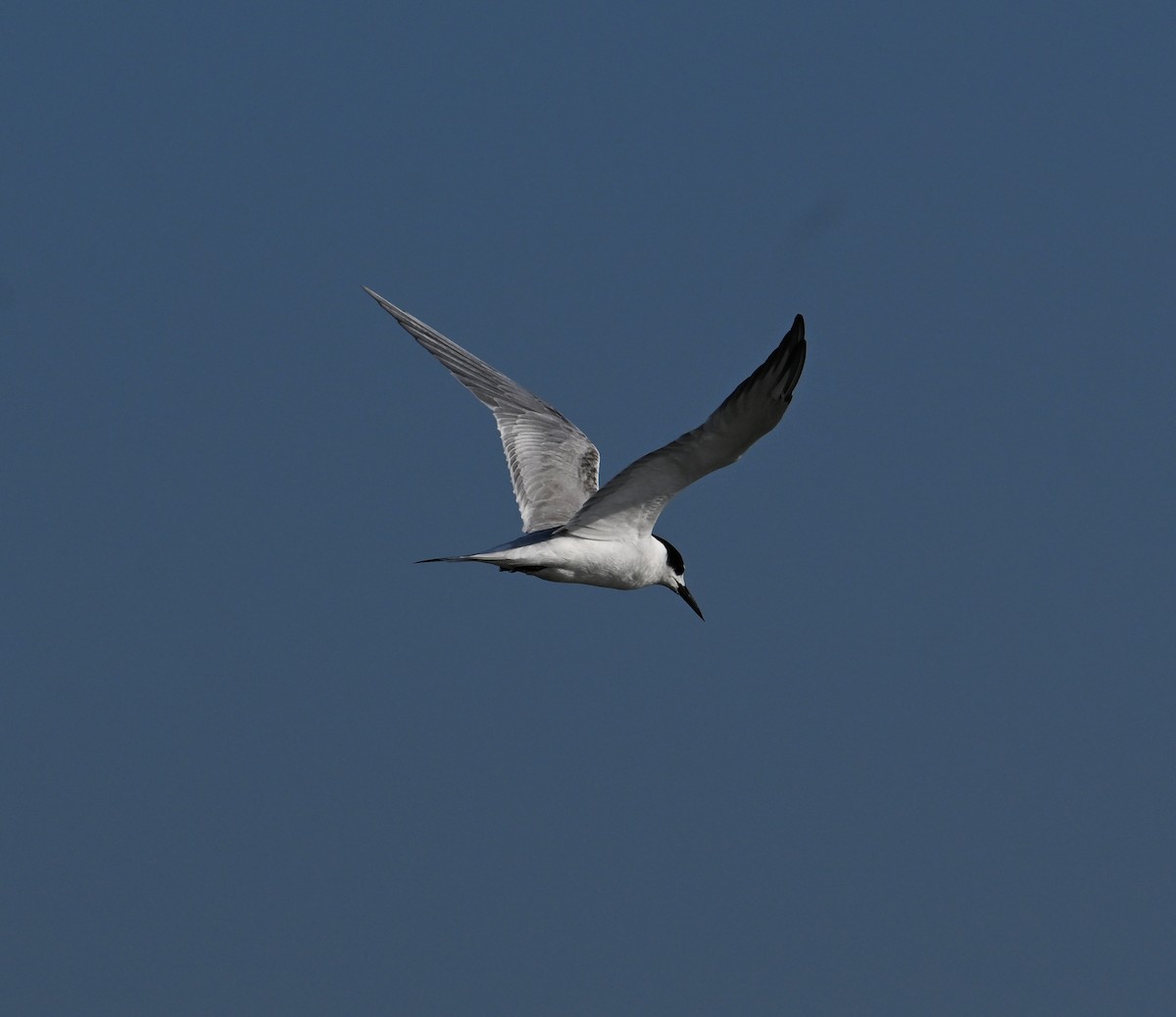 Common Tern - ML620576672