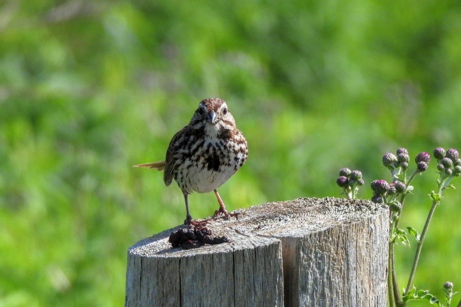 Song Sparrow - ML620576688