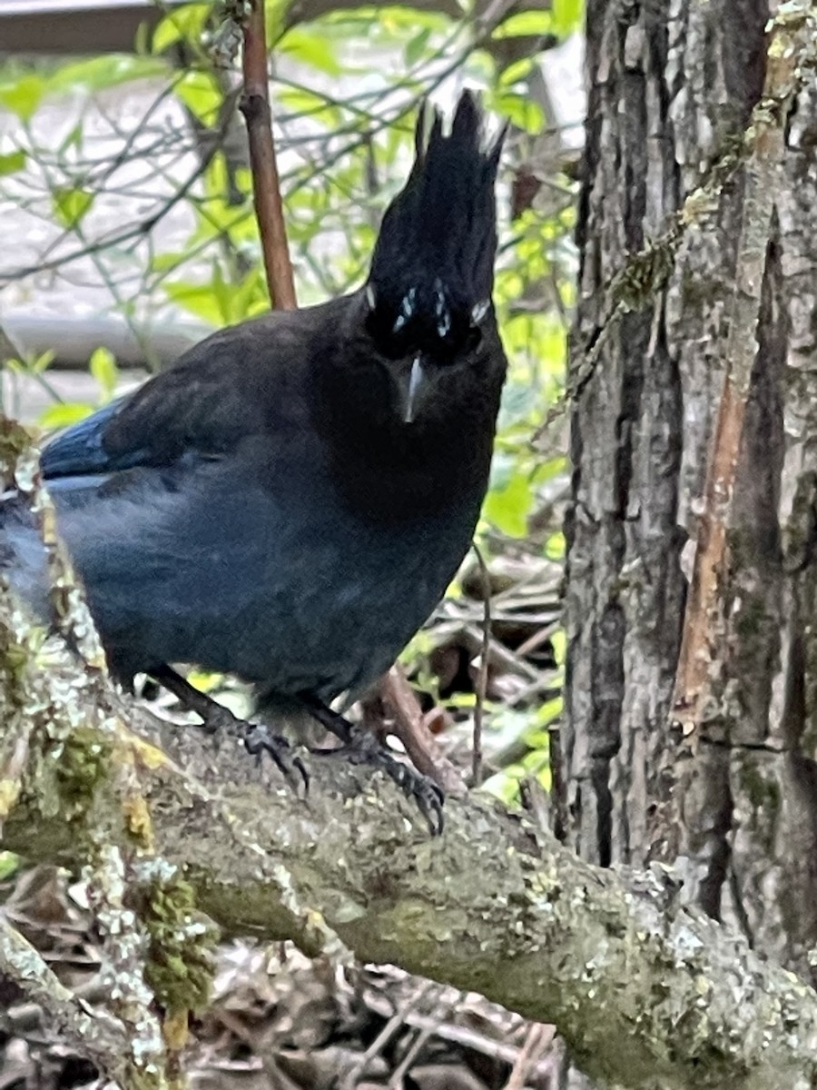 Steller's Jay - ML620576694