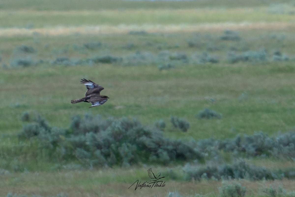 Ferruginous Hawk - ML620576699