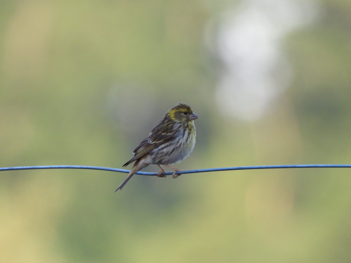 European Serin - Monika Czupryna