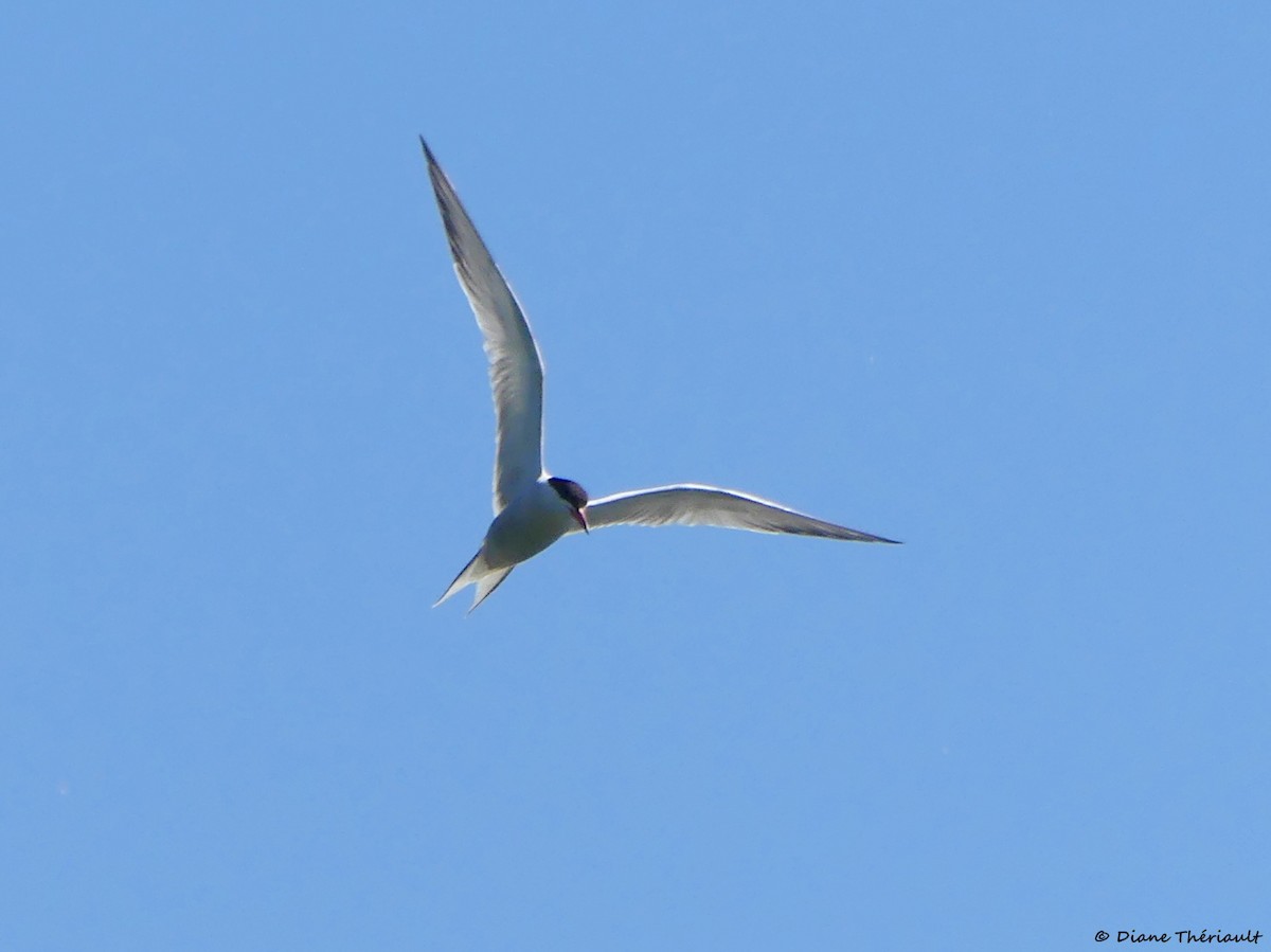 Common Tern - ML620576708