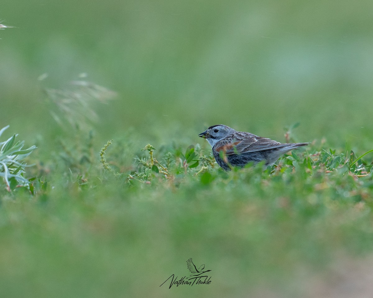 Thick-billed Longspur - ML620576721