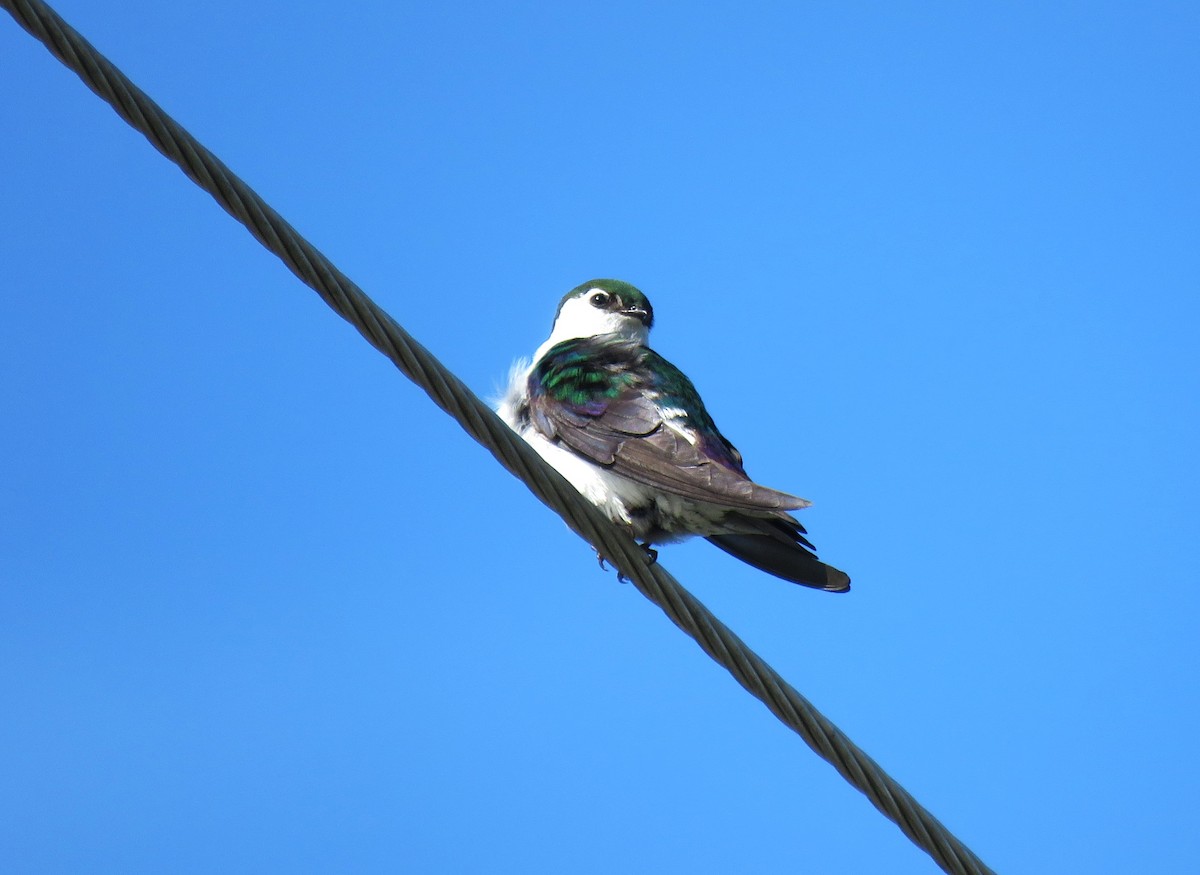 Violet-green Swallow - ML620576732