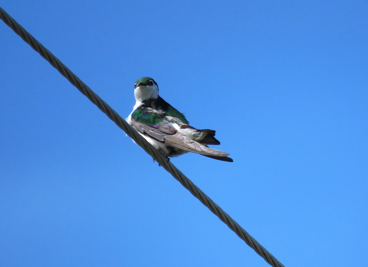 Violet-green Swallow - ML620576733