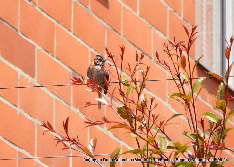 Rufous-collared Sparrow - ML620576737