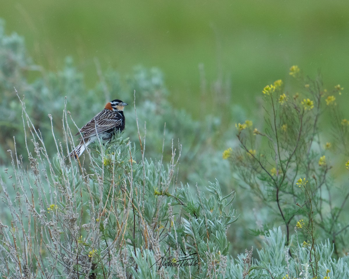 Chestnut-collared Longspur - Nathan Thokle