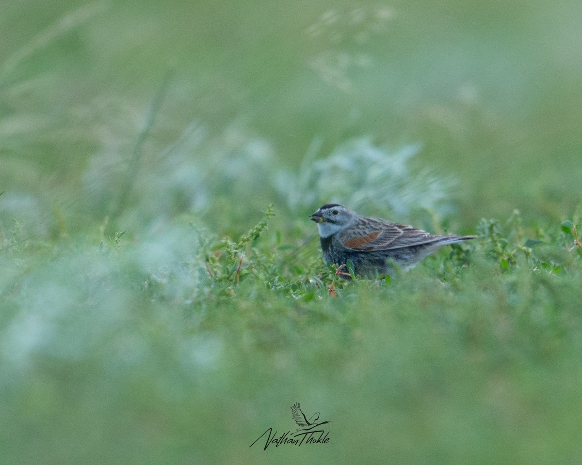 Thick-billed Longspur - ML620576752
