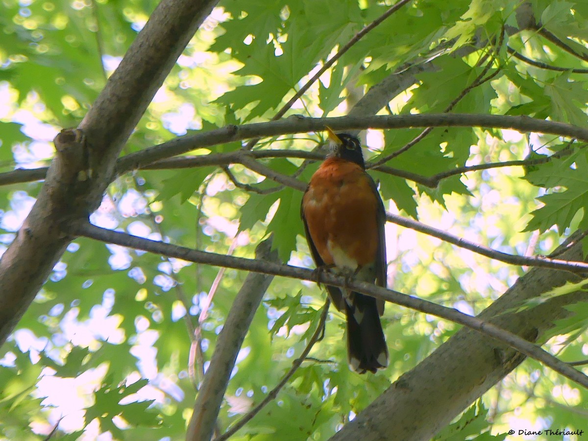 American Robin - ML620576754