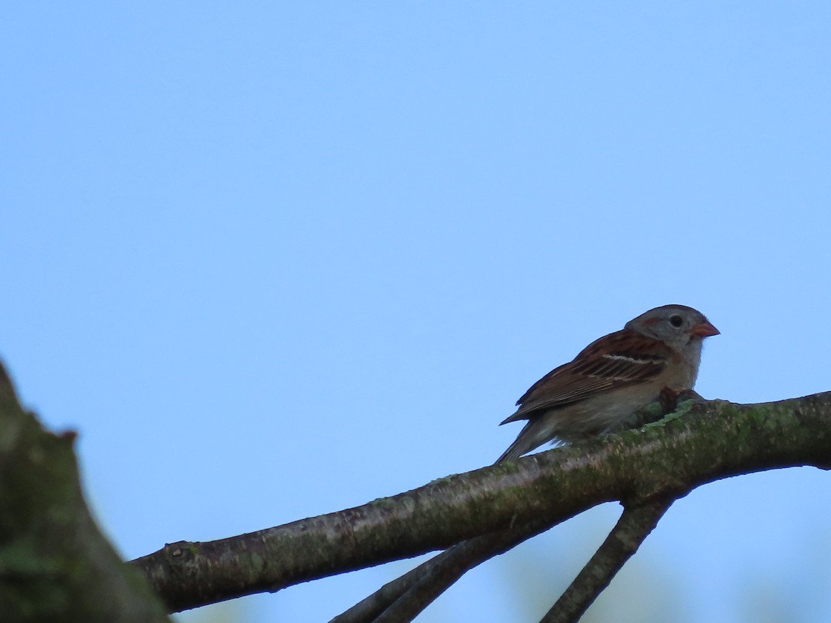 Field Sparrow - ML620576762