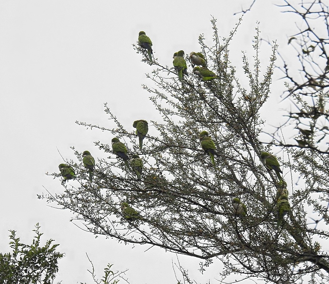 Monk Parakeet - ML620576764