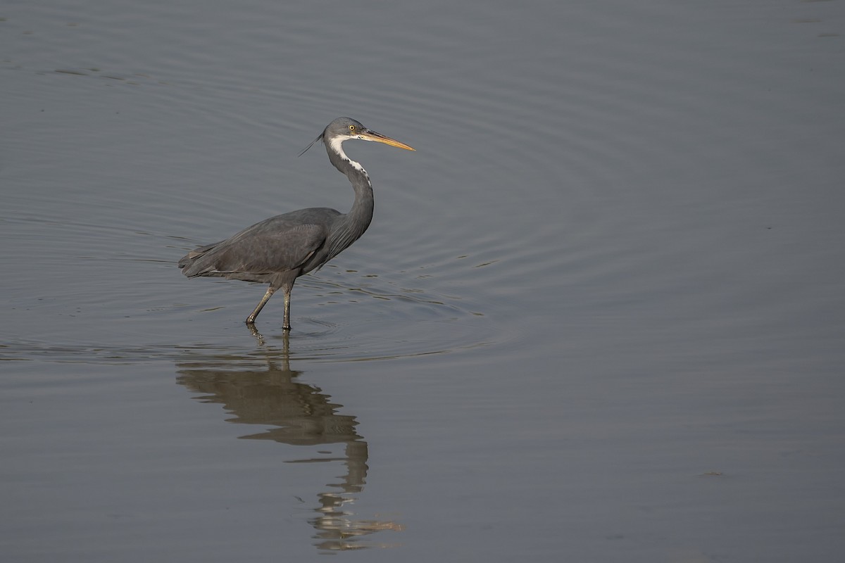 Western Reef-Heron - ML620576769