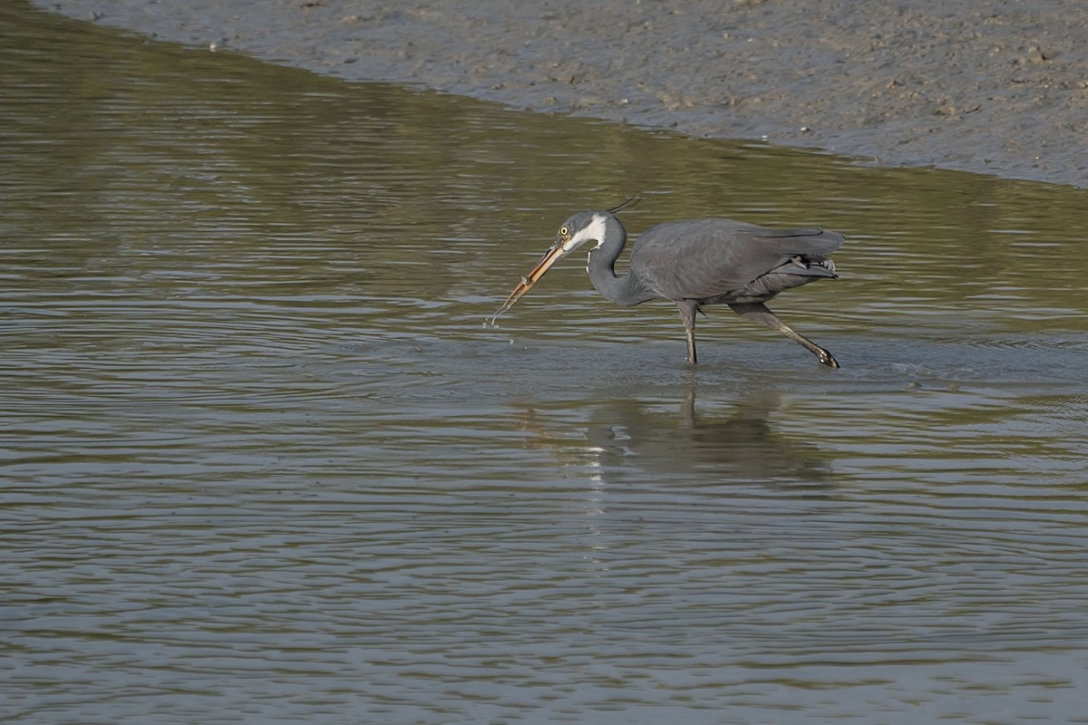 Western Reef-Heron - ML620576770