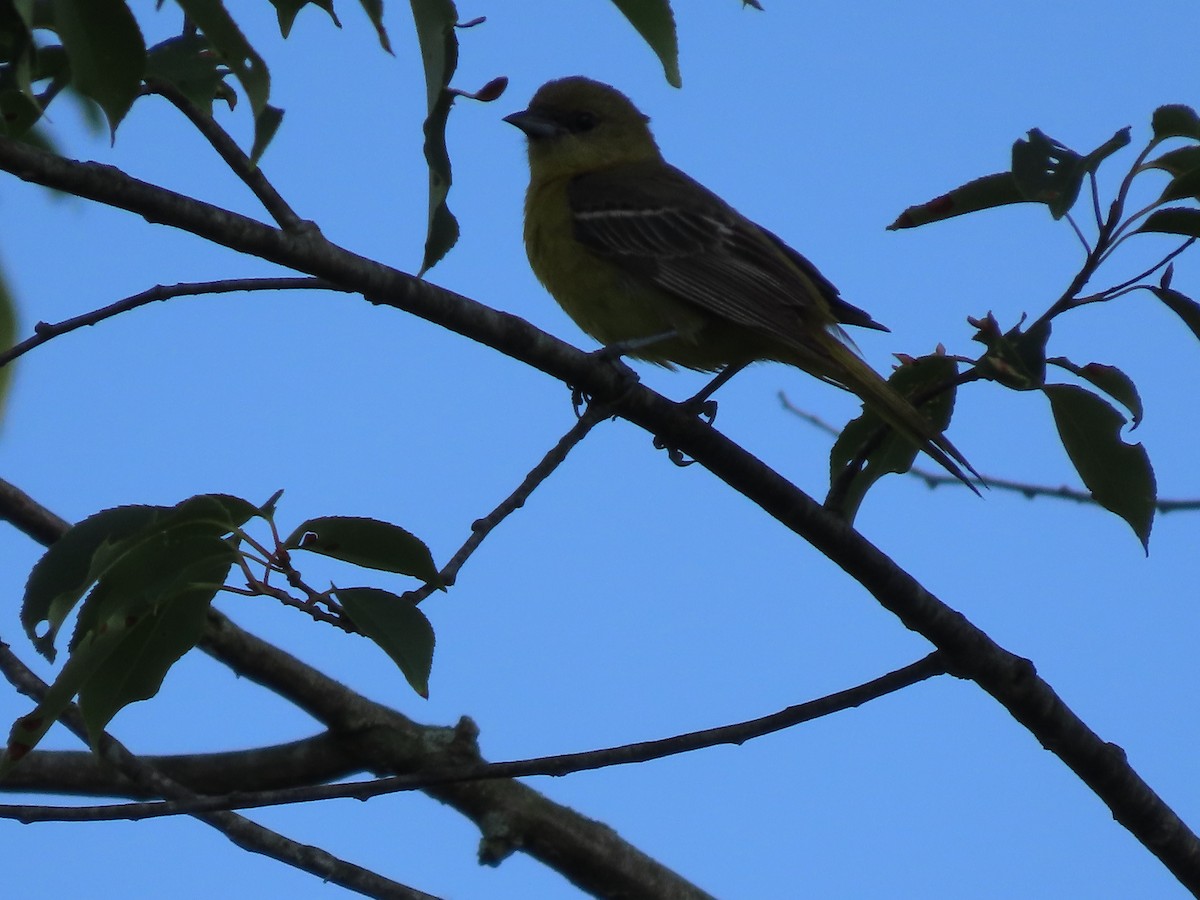 Orchard Oriole - ML620576772