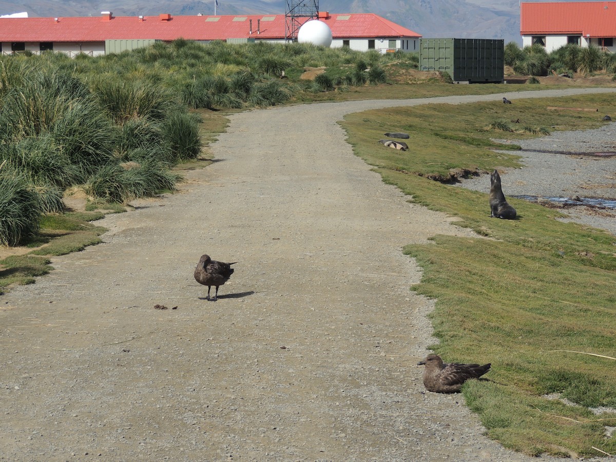 Brown Skua - ML620576773