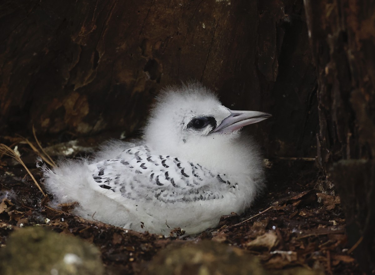 White-tailed Tropicbird - ML620576776