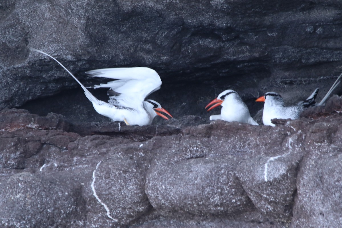 Red-billed Tropicbird - ML620576780