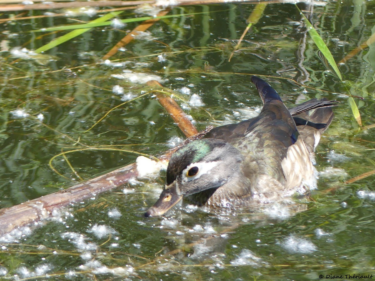 Wood Duck - ML620576790