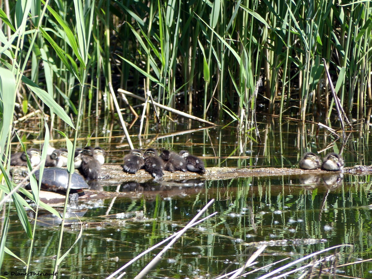 Wood Duck - ML620576791