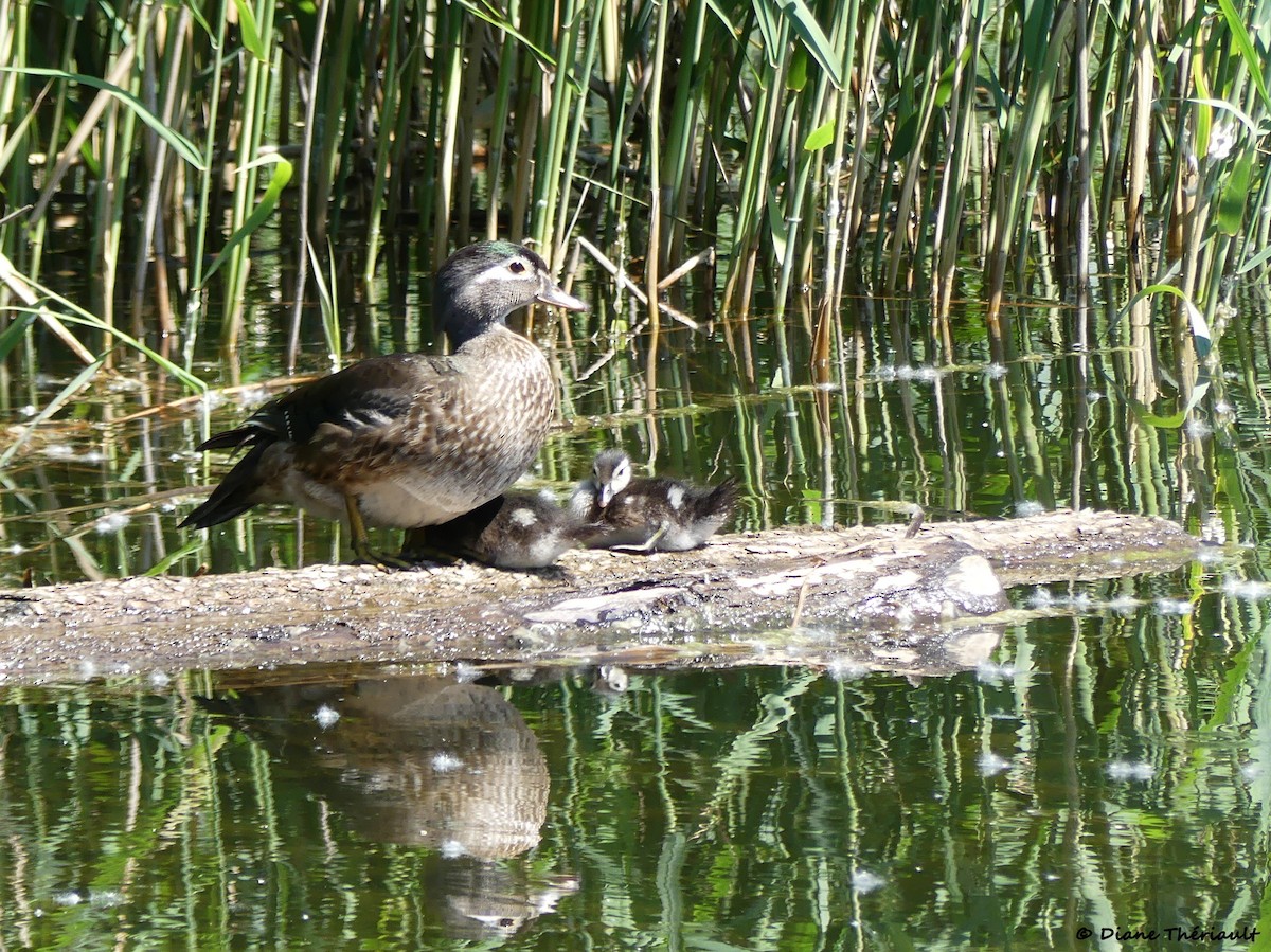 Wood Duck - ML620576792