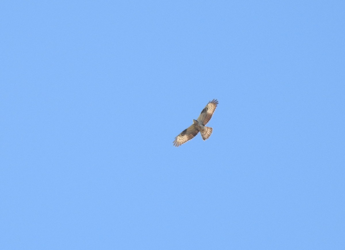 European Honey-buzzard - ML620576794