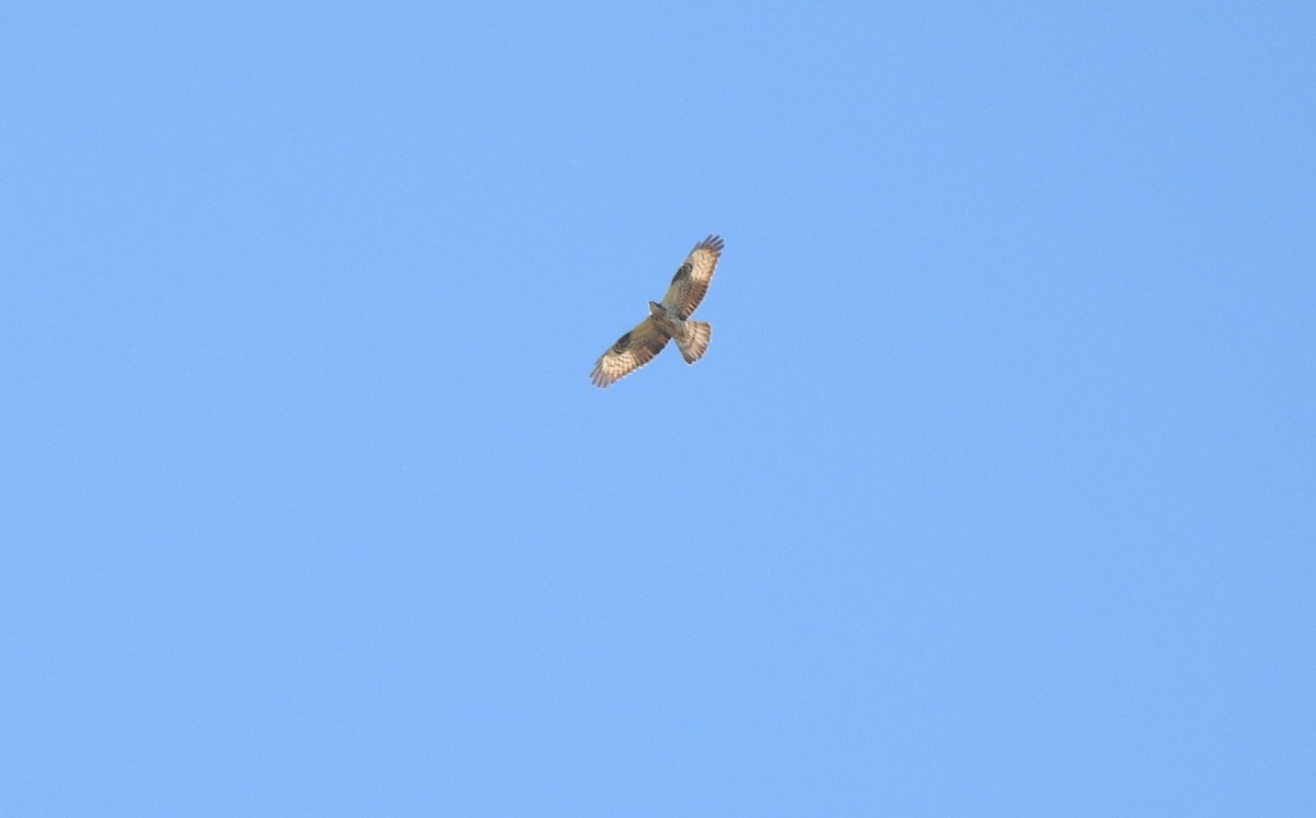 European Honey-buzzard - ML620576795