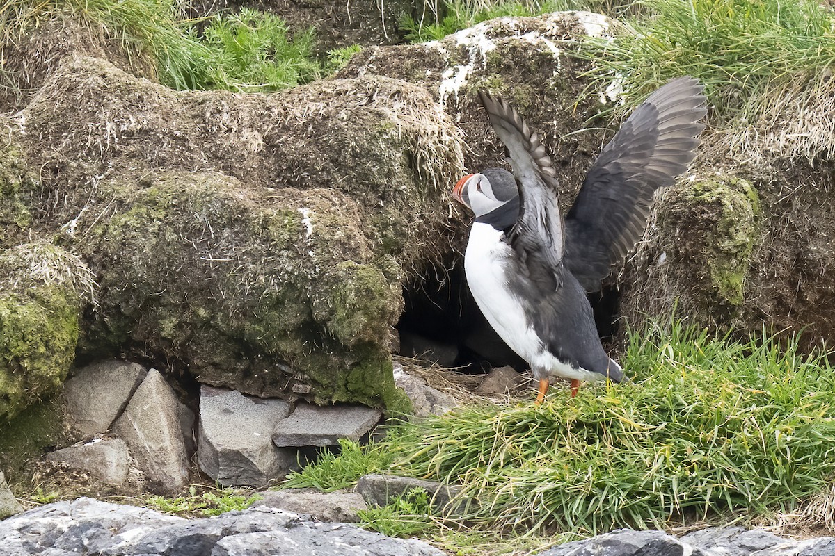 Atlantic Puffin - ML620576801