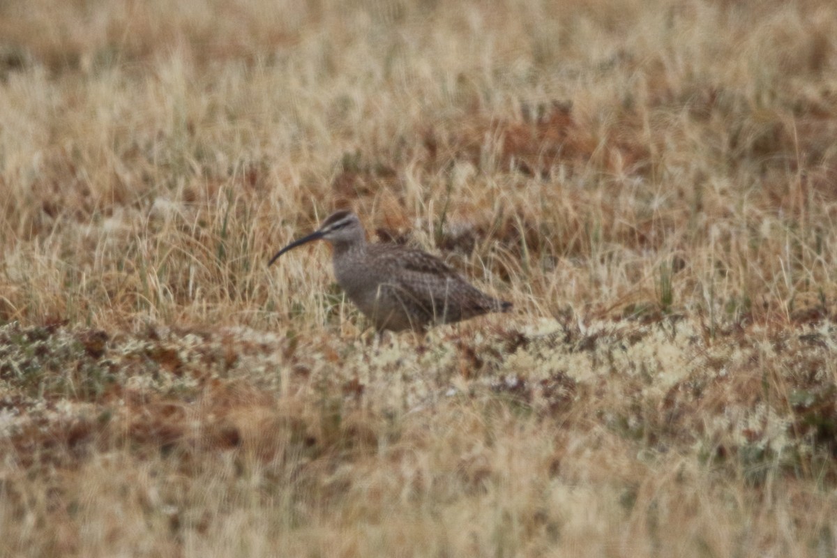 Regenbrachvogel - ML620576841