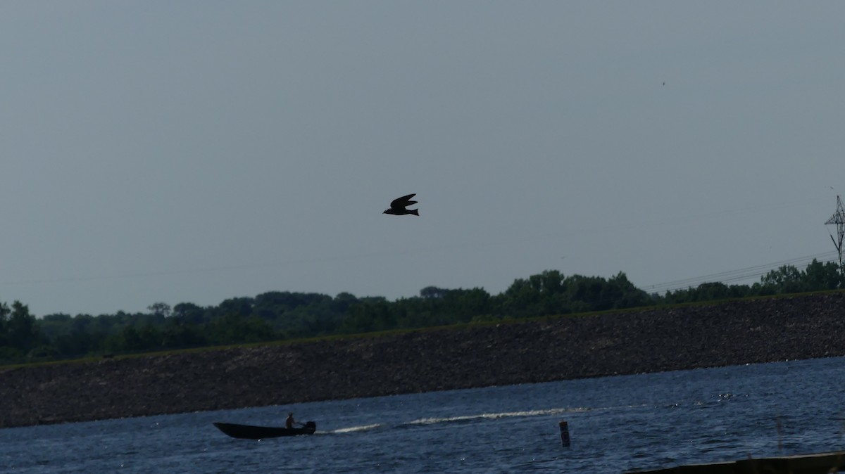 Purple Martin - ML620576846