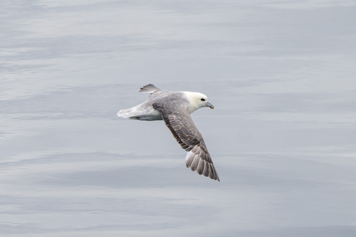 Fulmar Boreal (Atlántico) - ML620576858