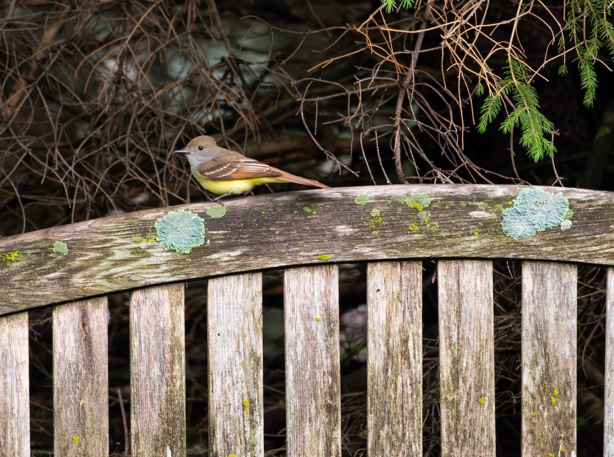 Great Crested Flycatcher - ML620576868