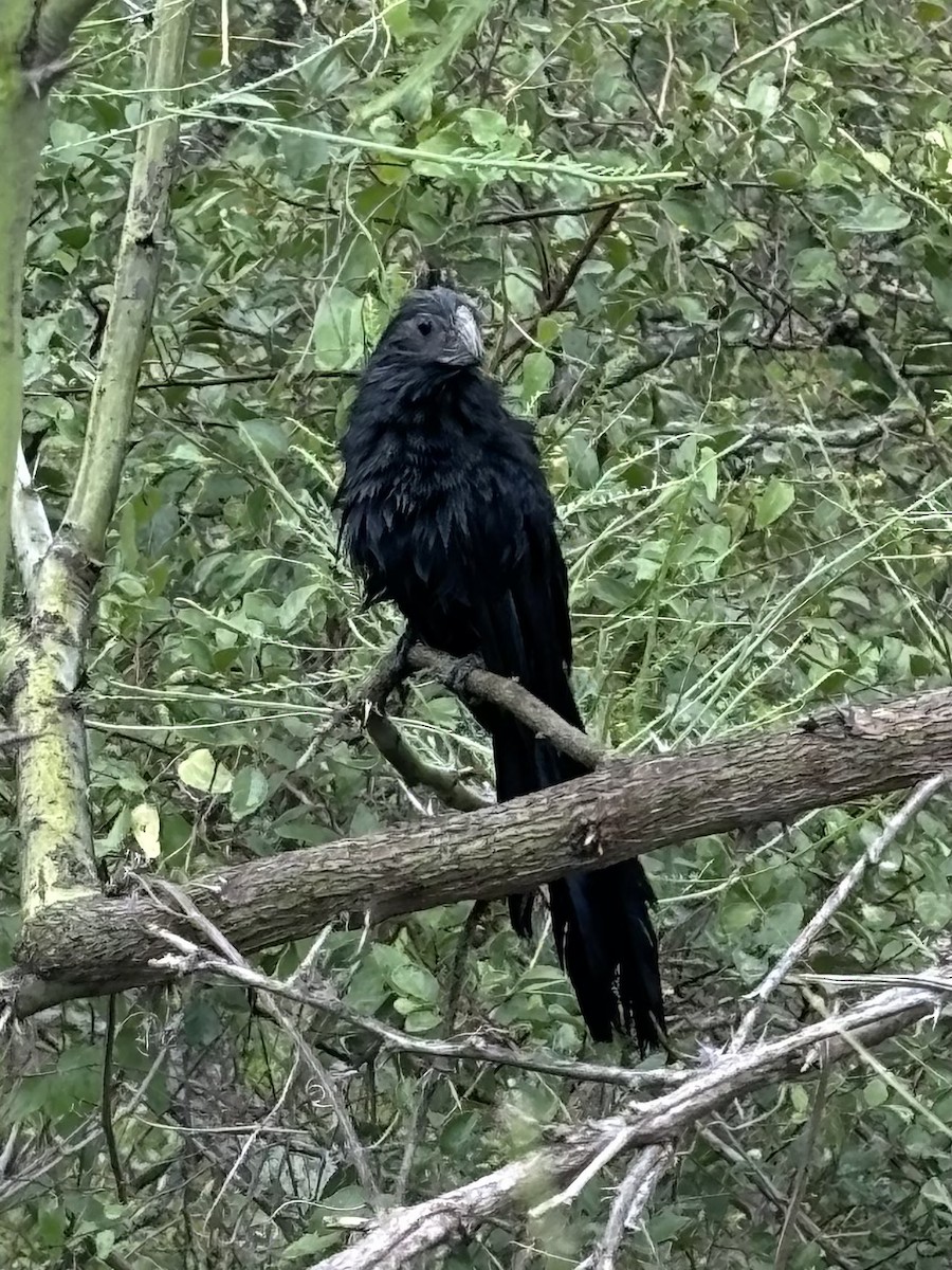 Groove-billed Ani - ML620576872