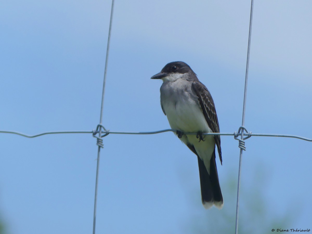 Eastern Kingbird - ML620576883