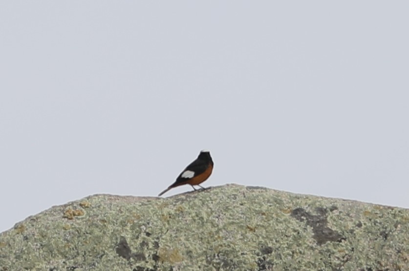 White-winged Redstart - ML620576889