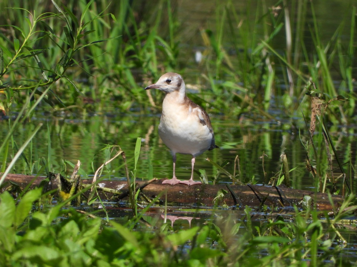 Mouette rieuse - ML620576904