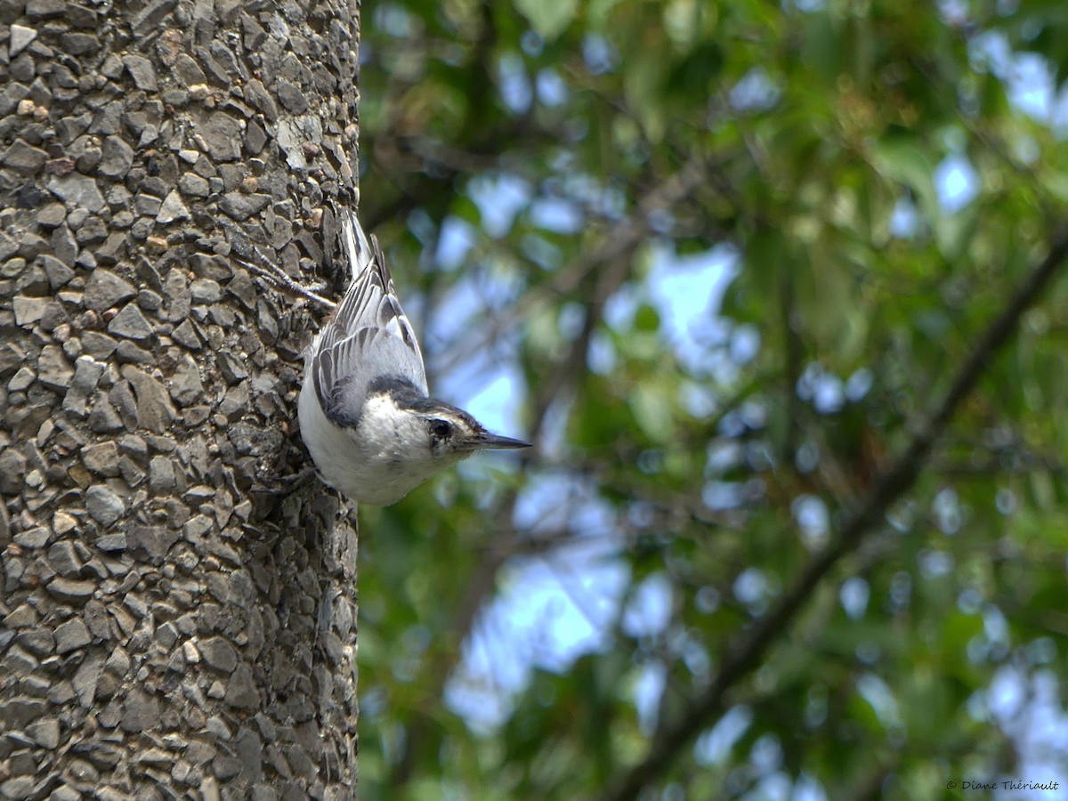 White-breasted Nuthatch - ML620576908