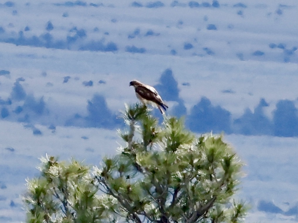 Red-tailed Hawk - ML620576913