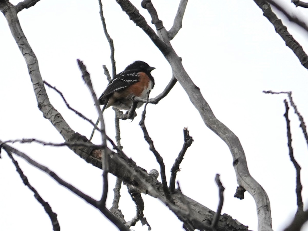 Spotted Towhee - ML620576927
