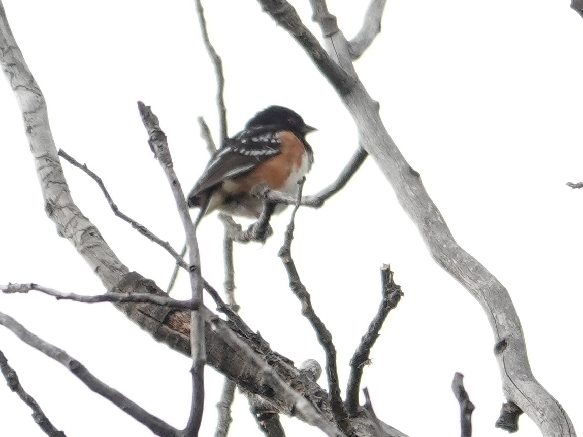 Spotted Towhee - ML620576928