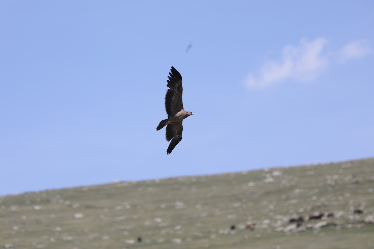 Steppe Eagle - ML620576939