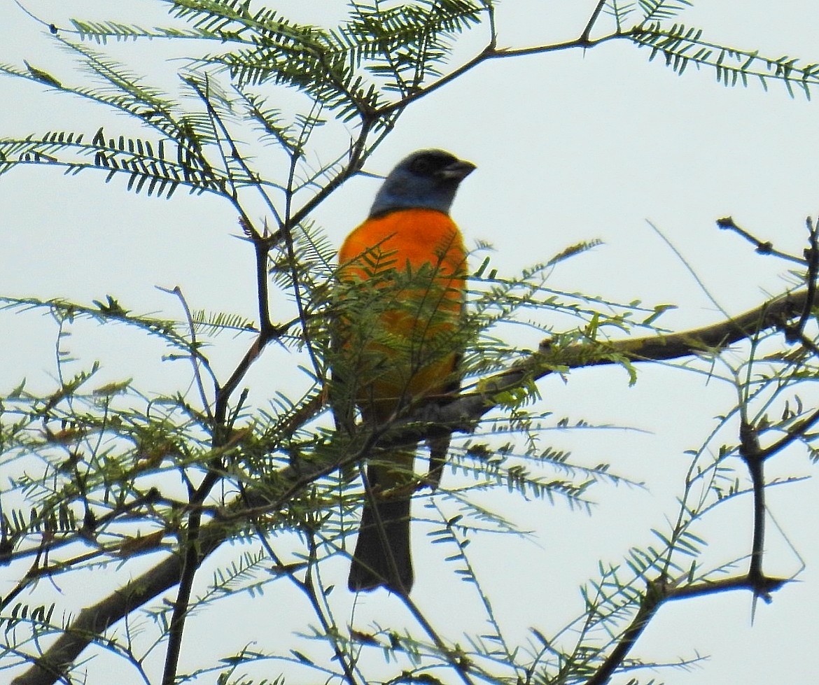 Blue-and-yellow Tanager - ML620576952