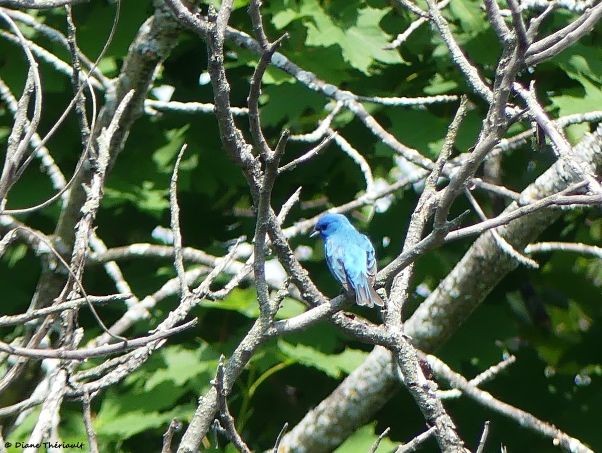 Indigo Bunting - ML620576954