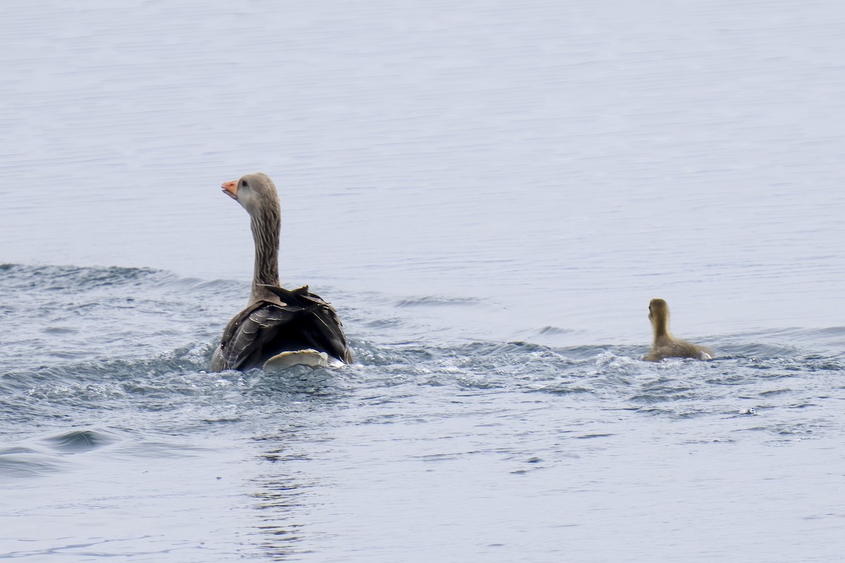 Graylag Goose - ML620576956