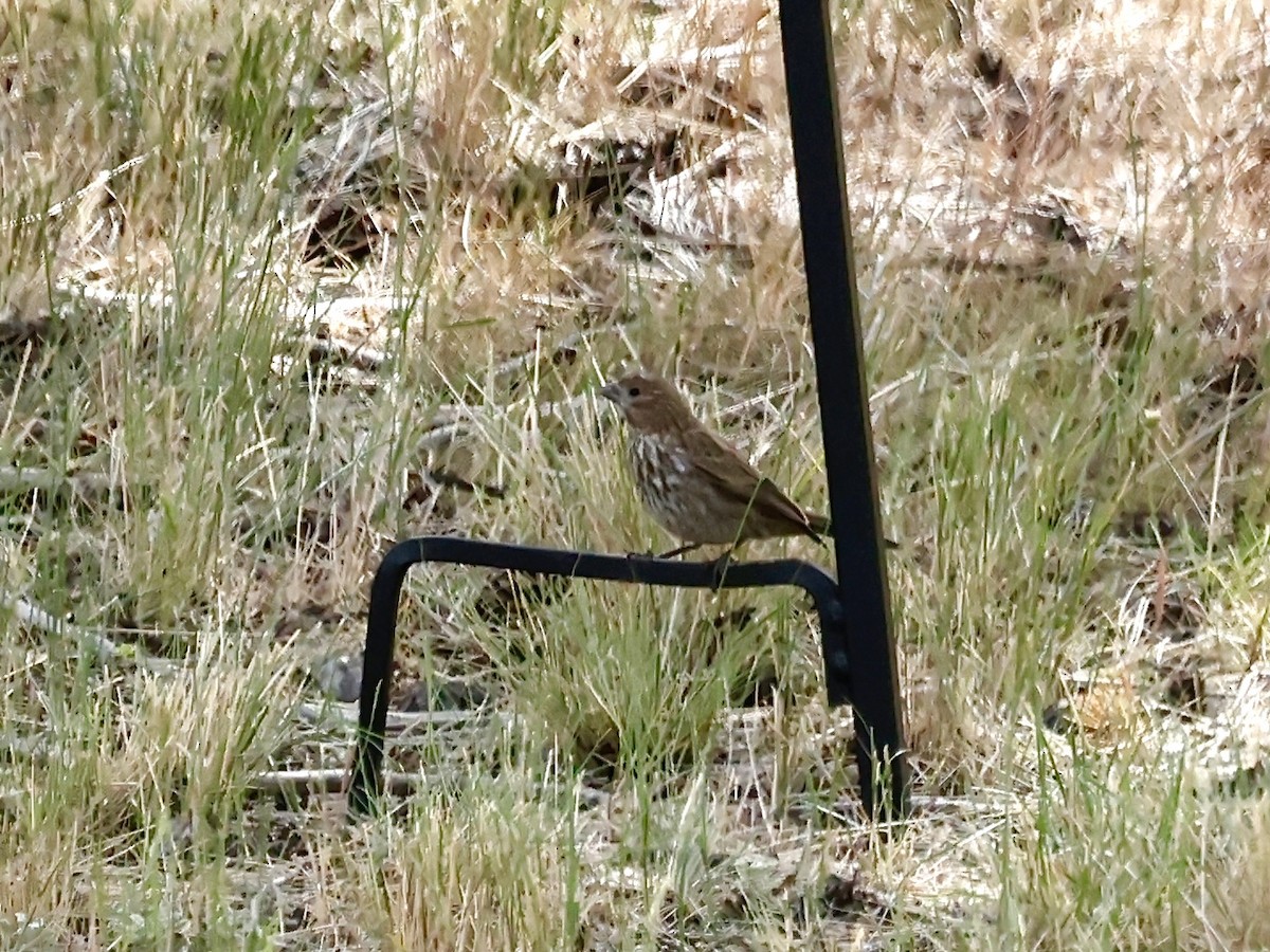 House Finch - ML620576960