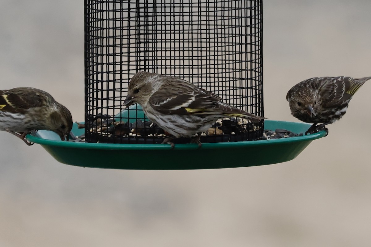 Pine Siskin - ML620576965