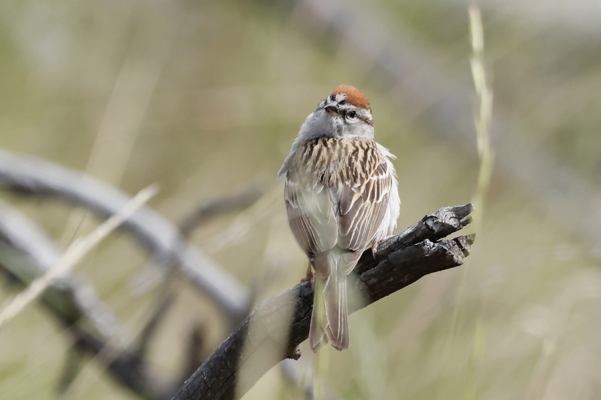 Chipping Sparrow - ML620576974