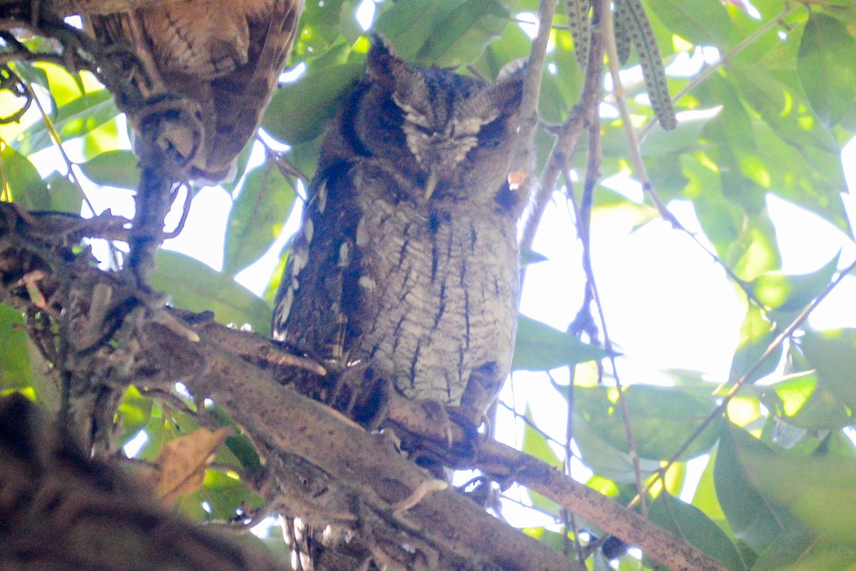 Tropical Screech-Owl - vincent bosson
