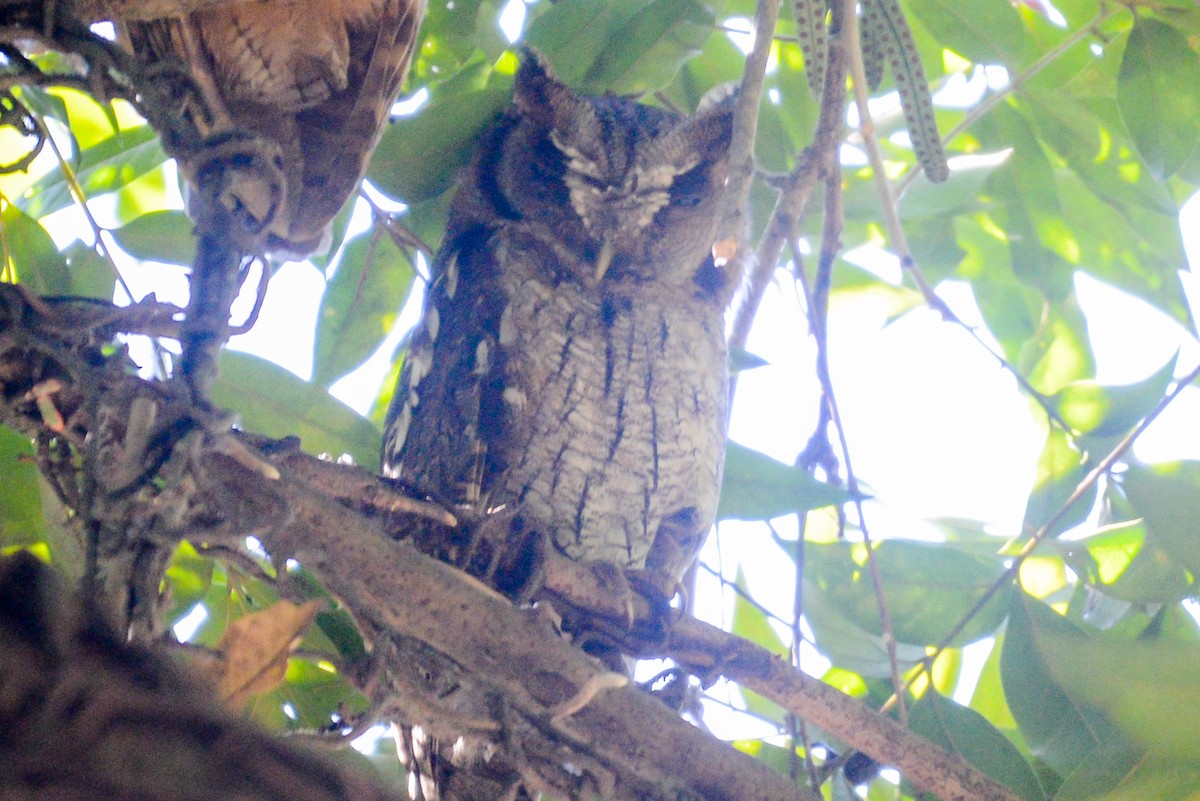 Tropical Screech-Owl - ML620576983